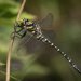 £80 Hepple Wilds Voucher image