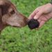 Truffle Dog Training Workshop with Denise Stalder image