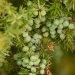 Close up of Juniper plant