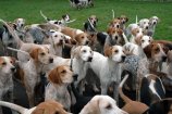 Crawley and Horsham Hunt