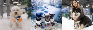 SNOW4DOGS 2024