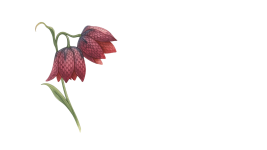Burge's Meadows
