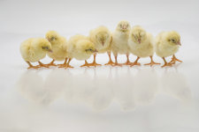 Compton Chicks for Berkshire Women's Aid