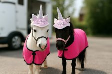 Jubilee Beau Unicorn Equine Project CIC