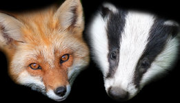 FoxAndBadge