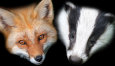 FoxAndBadge