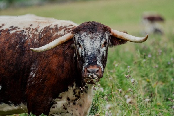 £65 Hepple Wilds Voucher image