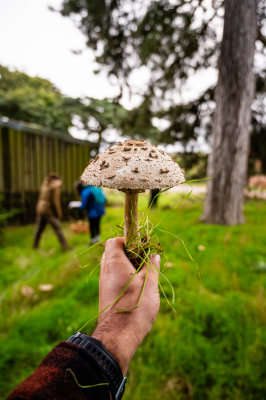 Mushroom Identification Course 2026 E-Voucher image