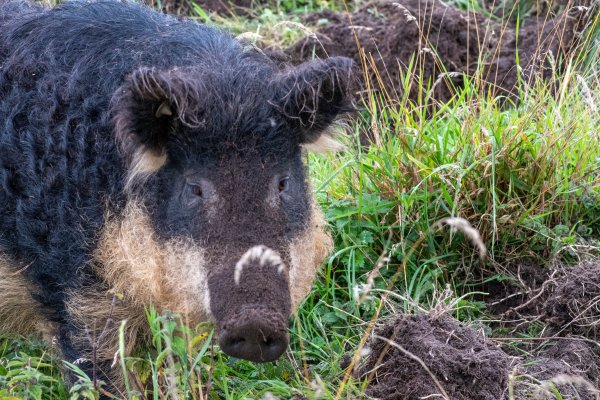 £30 Hepple Wilds Voucher image