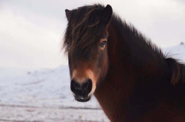 £100 Hepple Wilds Voucher image