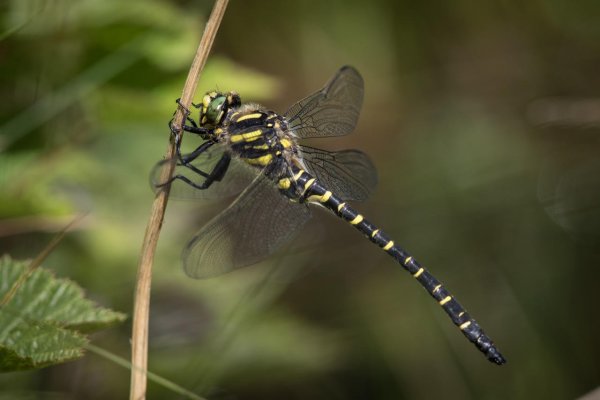 £80 Hepple Wilds Voucher image