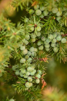 Close up of Juniper plant