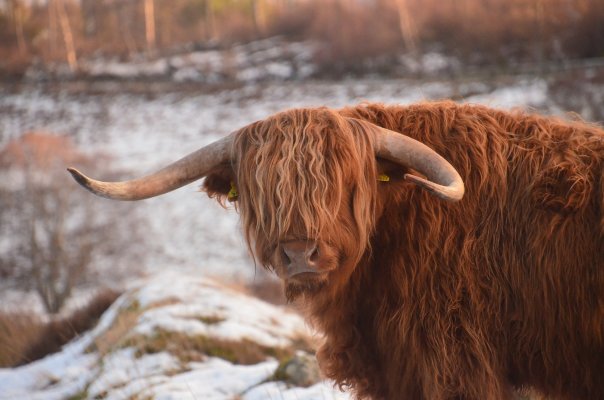 £150 Hepple Wilds Voucher image