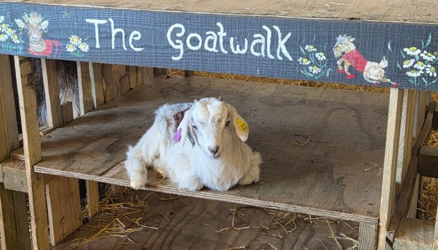 A baby goat kid wearing a knitted jumper lounging in an adventure playground with sign saying