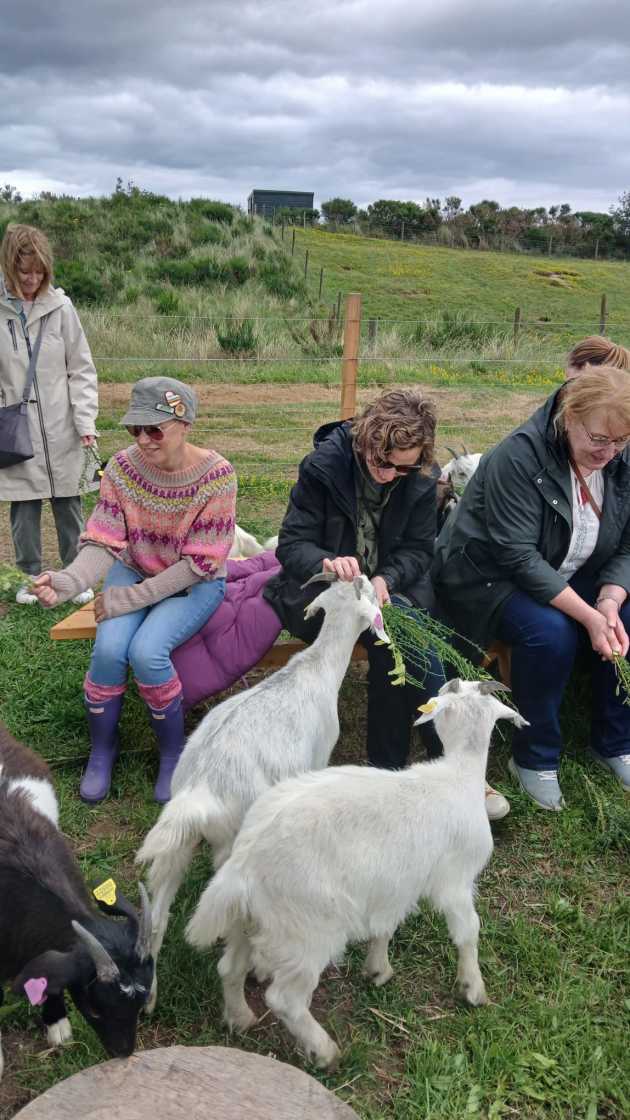 Happy visitors feeding and interact with our cashmere goats in their field