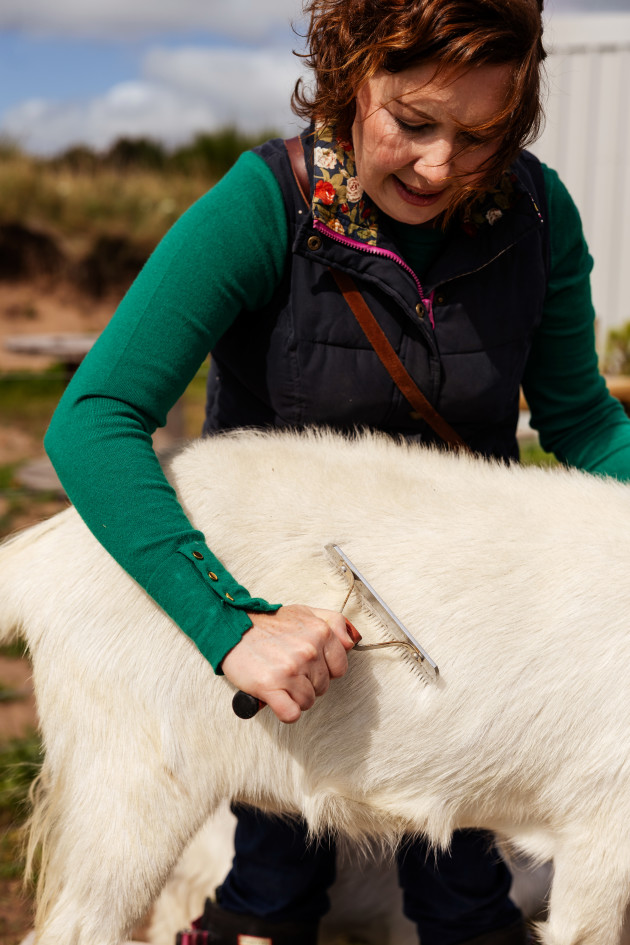 Farmer Jillian combing her cashmere goat