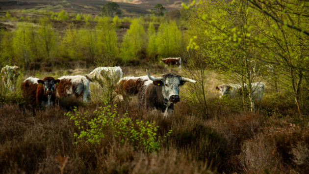 Longhorn cows emerging through the trees