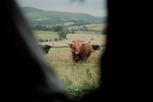 Highland cow through a car window
