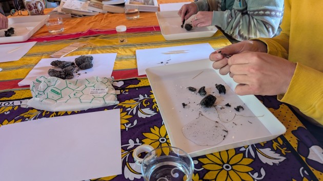 Owl pellet dissection