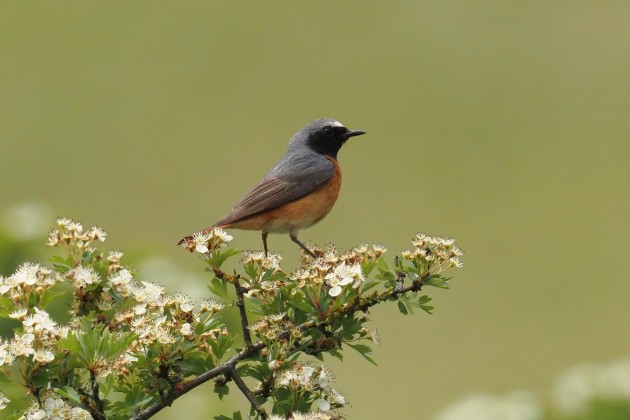 Redstart bird on a green branch