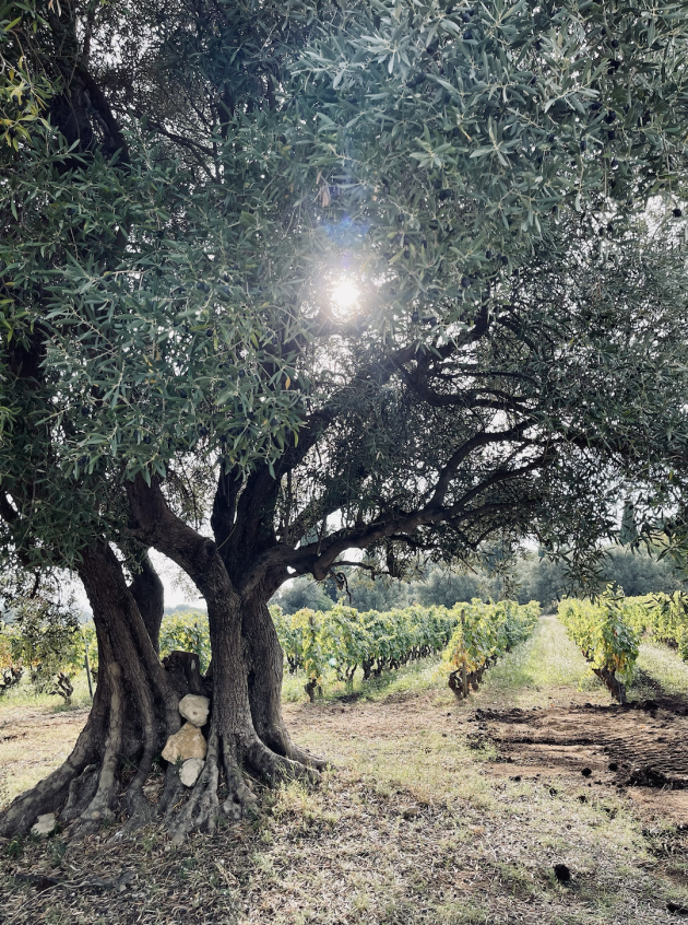 event_description_image_30898_1783507561_8a00f.png?_a=BAAHWXDQ
