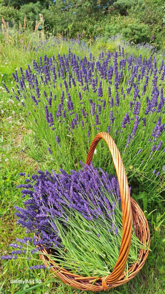 Basket of cut hidcote beside lavender plants