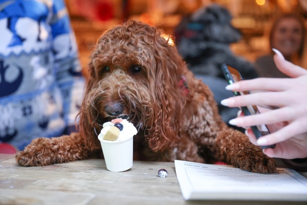 BUY TICKETS NOW – Cockapoo Cafe Christmas - Sheffield – Revolution ...