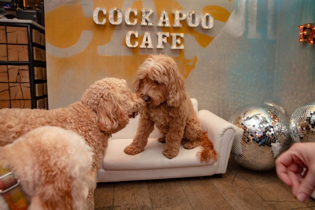 event_description_image_99141_1765279284_62684.jpg?_a=BAAE6HDQ
