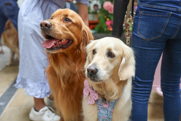 Lichtbruin super kingsize dekbedovertrek Golden Retriever Lichtbruin super kingsize dekbedovertrek Golden Retriever