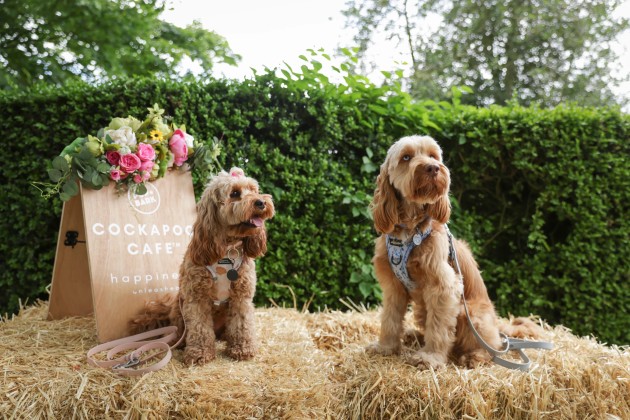 event_description_image_99141_1772539282_06177.jpeg?_a=BAAE6HDQ