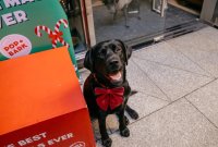 Labrador Cafe Christmas - Liverpool image