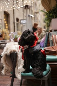 Cockapoo Cafe Halloween - London image