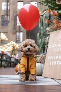 Cavapoo Cafe Halloween - London image