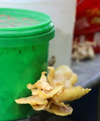 Mycelium: Ancient Technology, Modern Contexts image