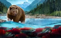 Running Wild: Return to the River image