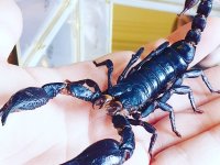 Spooktacular Spider & Scorpion Workshop image