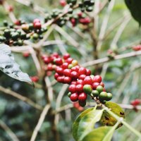 Onyx Coffee Academy: Coffee 101 image