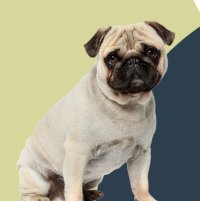Brachycephalic & BOAS Surgery Workshop image