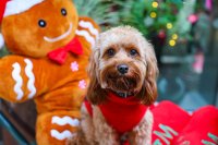 Cavapoo Cafe Christmas - Liverpool image