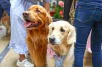 Golden Retriever Cafe - Newcastle image