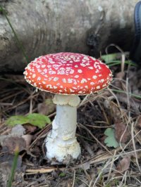 Mushroom Foray at Northern Roots image