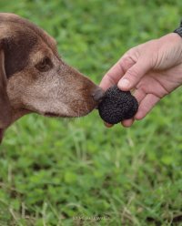 Truffle Dog Starter Day image