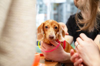 Dachshund Disco - Birmingham image
