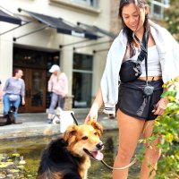 City Dog 1 image