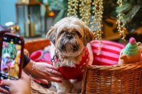 Shih Tzu Cafe Christmas - Liverpool image
