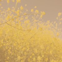 Thriving Networks: How to grow networks where value, money and leadership flow image