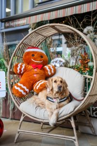 Golden Retriever Cafe Christmas - Bournemouth image