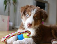 Puppy Academy image