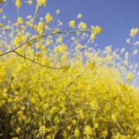 Thriving Networks: How to grow networks where value, money and leadership flow image
