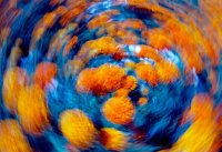 Neurodivergence Webinar - Understanding Trauma and Mental Health in Neurodivergent Adults image